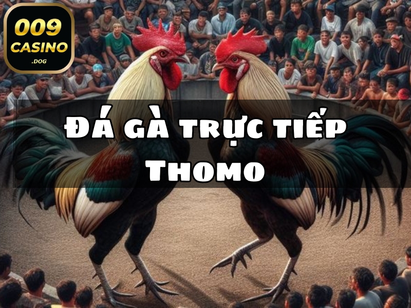 đá gà trực tiếp thomo