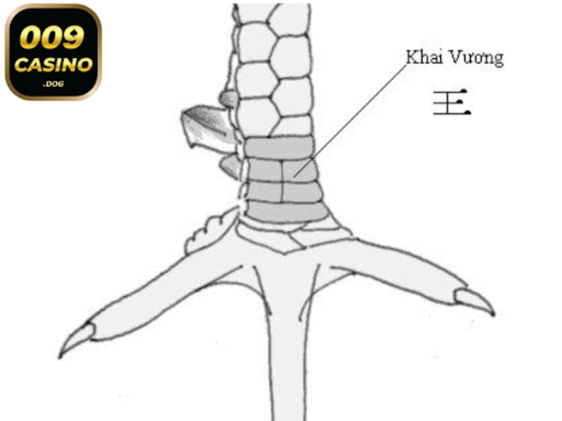 vảy gà khai vương