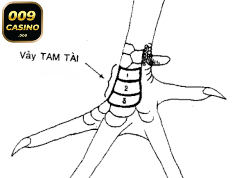 vảy gà tam tài